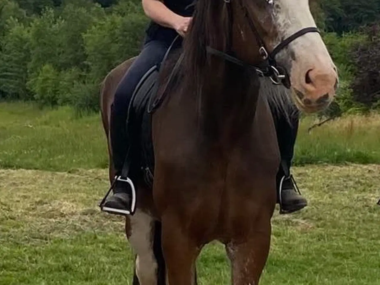 Billede 2 - Sjælden mulighed for at blive ejer af en CLYDESDAL