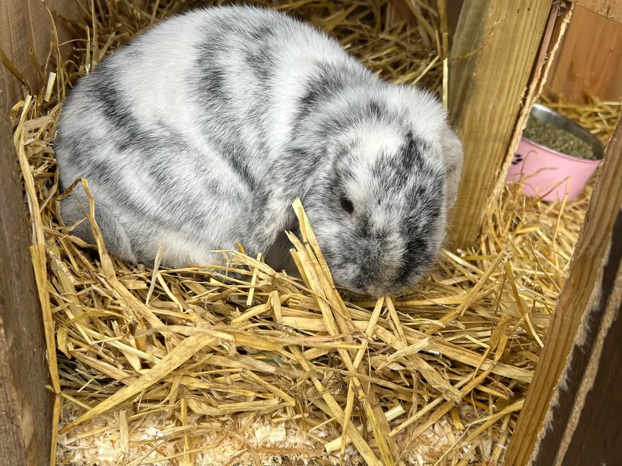 Billede 3 - Dværg Kanin