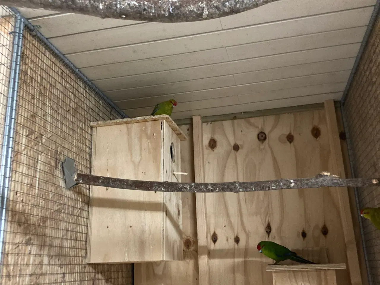 Billede 2 - Gedeparekitter har to hunner