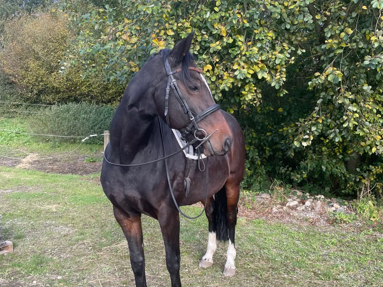 Billede 3 - Dejlig hoppe til jordarbejde og ridning