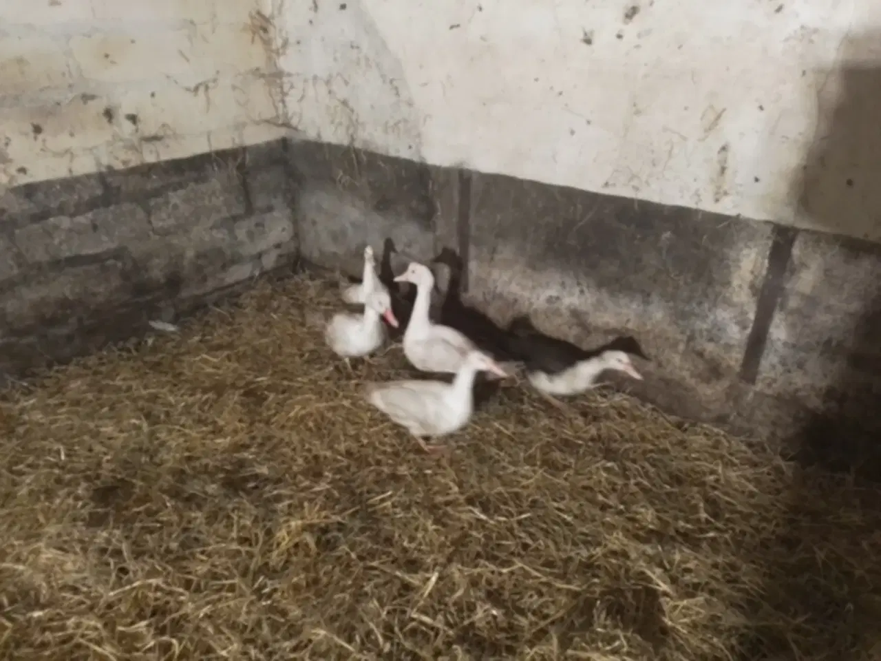 Billede 4 - Moskusænder