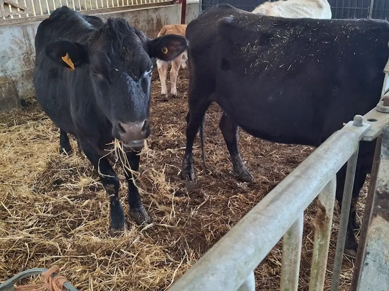 Billede 2 - krydsnings køer