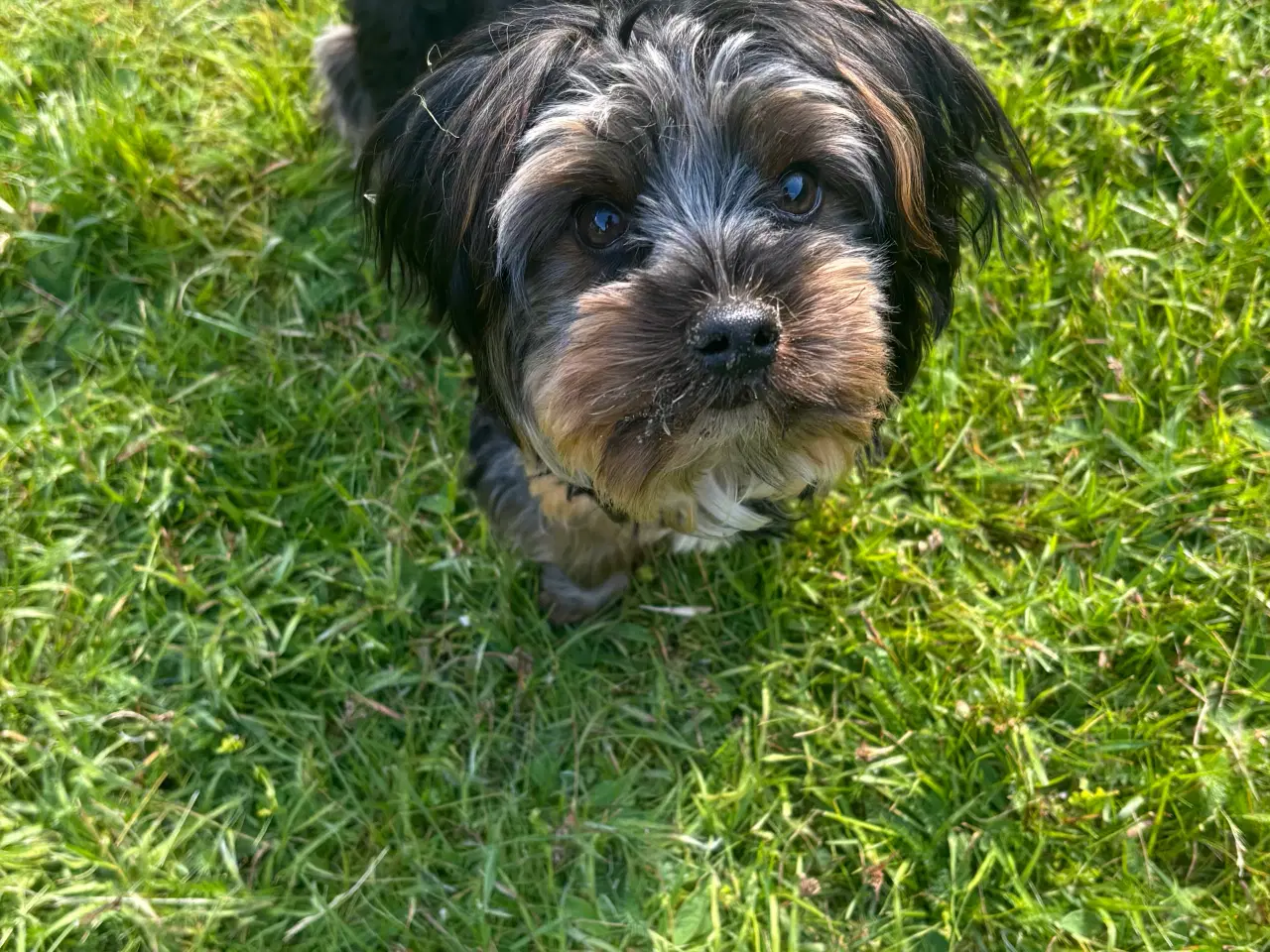Billede 3 - ARVL Yorkshire terrier han