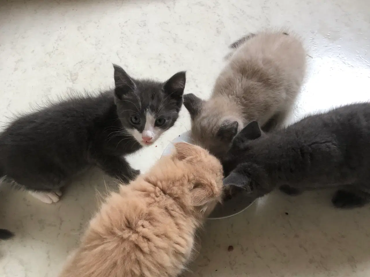 Billede 6 - 🐈Havl maincoon killing 