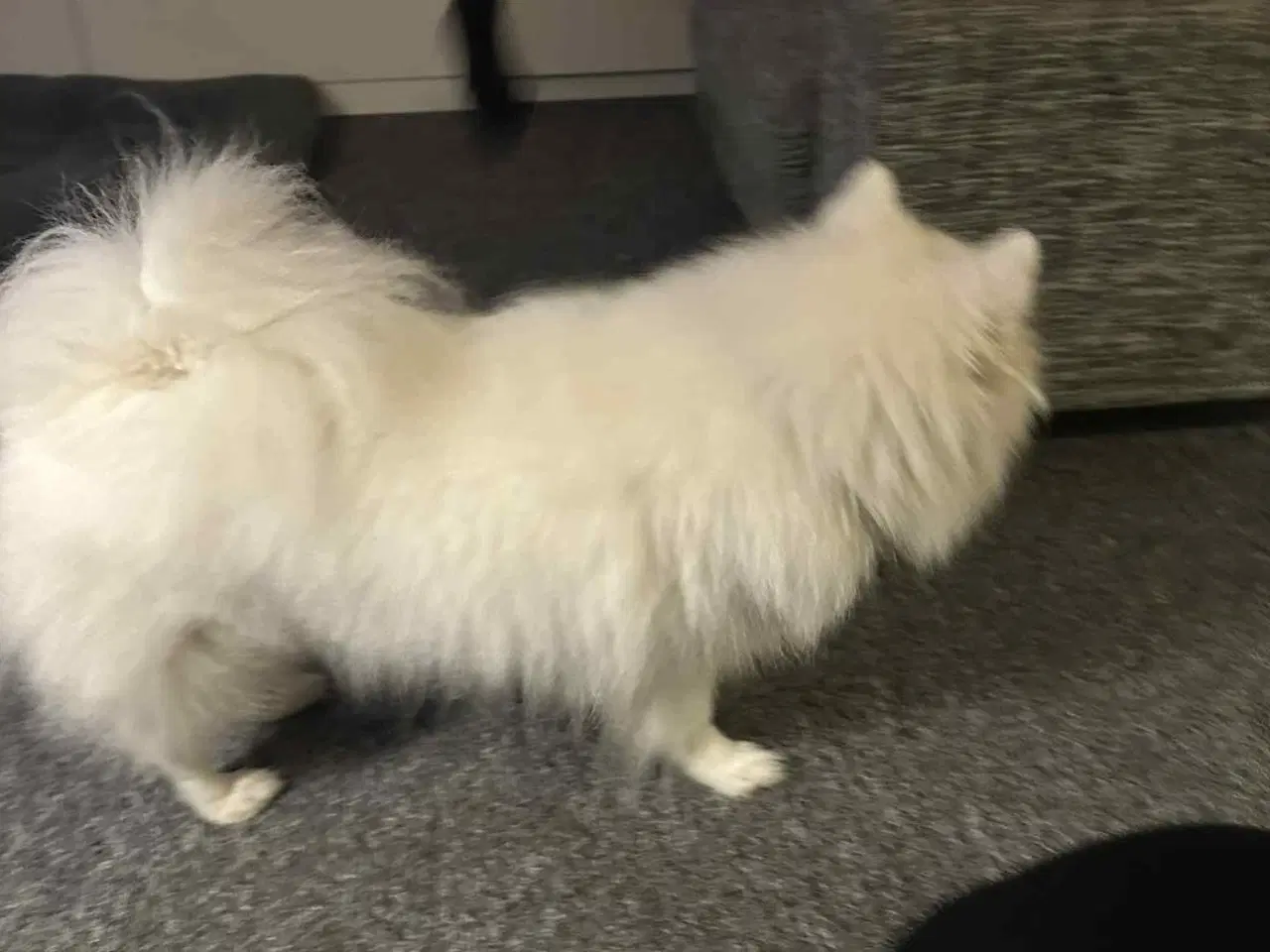 Billede 5 - Japansk spids