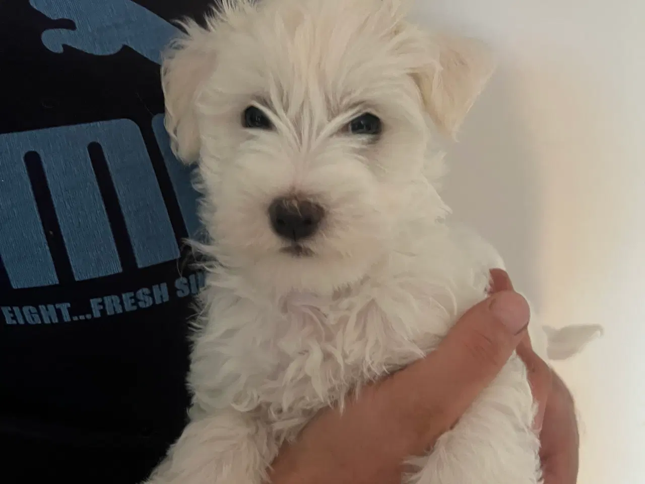 Billede 5 - Malteser/ Bichon hvalpe 