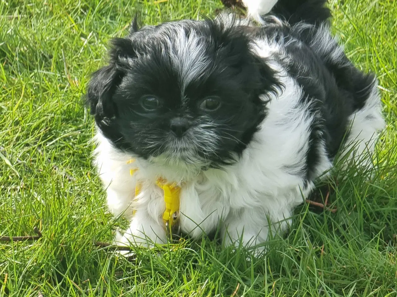Billede 3 - Shih tzu hvalp