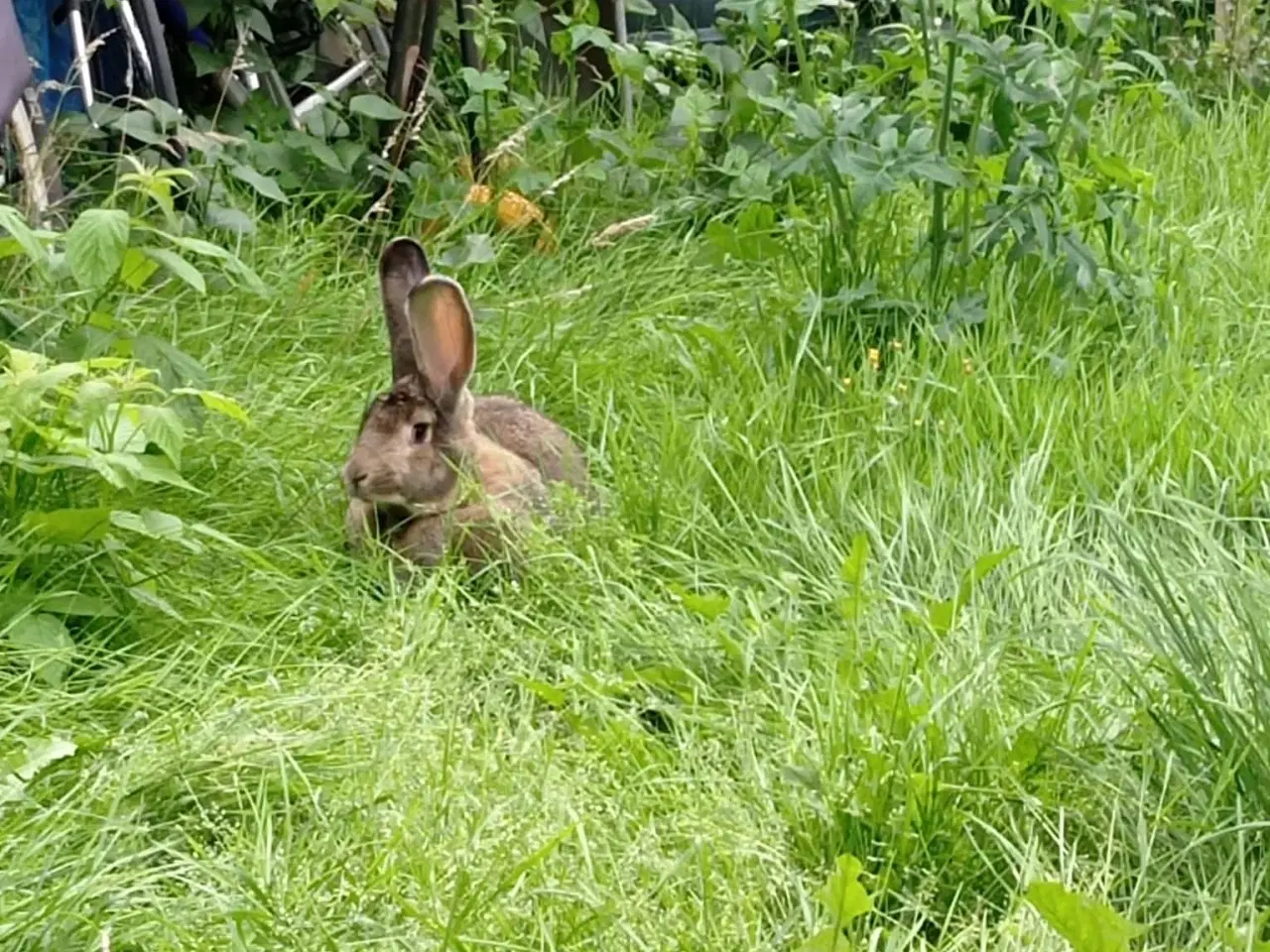 Billede 1 - Søger Belgisk kæmpe hun kanin
