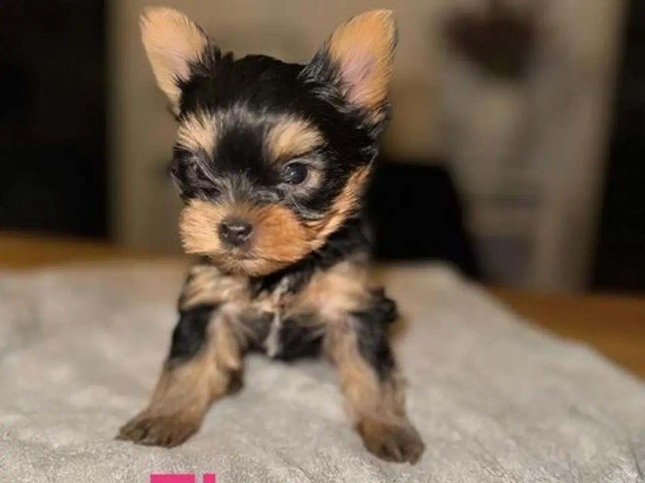 Billede 2 - Yorkshire Terrier