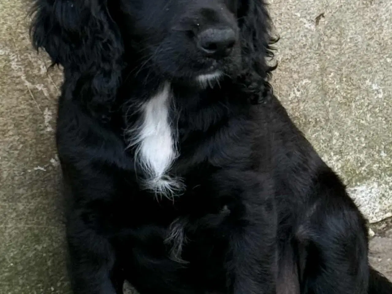 Billede 6 - Engelsk springer spaniel