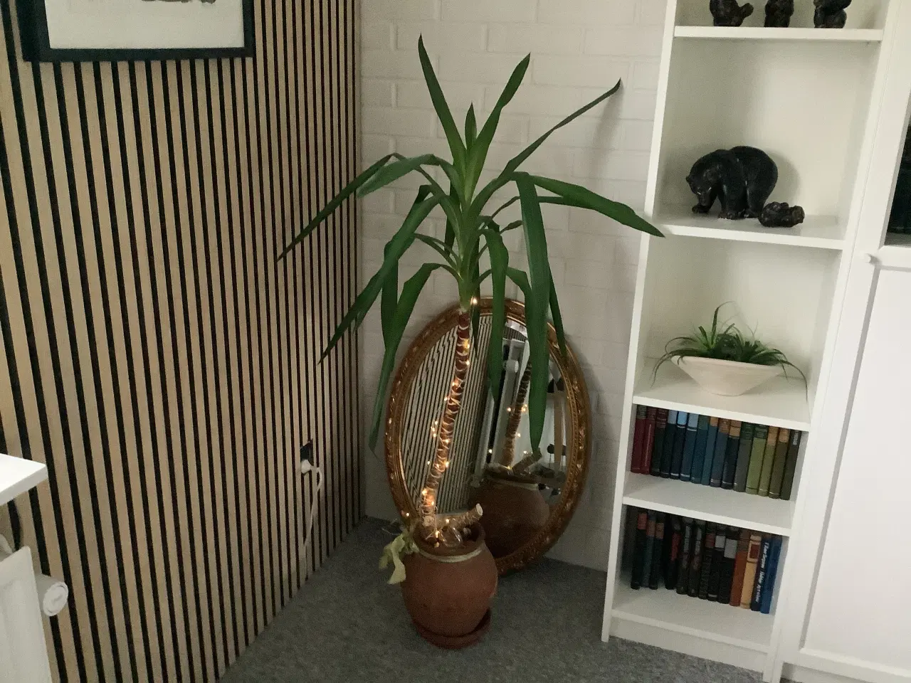 Billede 1 - 4 store planter i krukker 