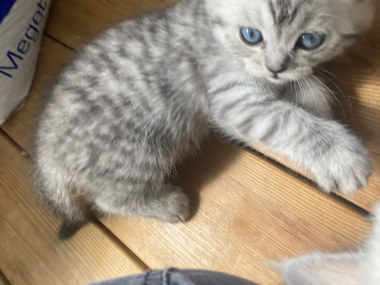 Billede 12 - Smukkeste Ragdoll killinger