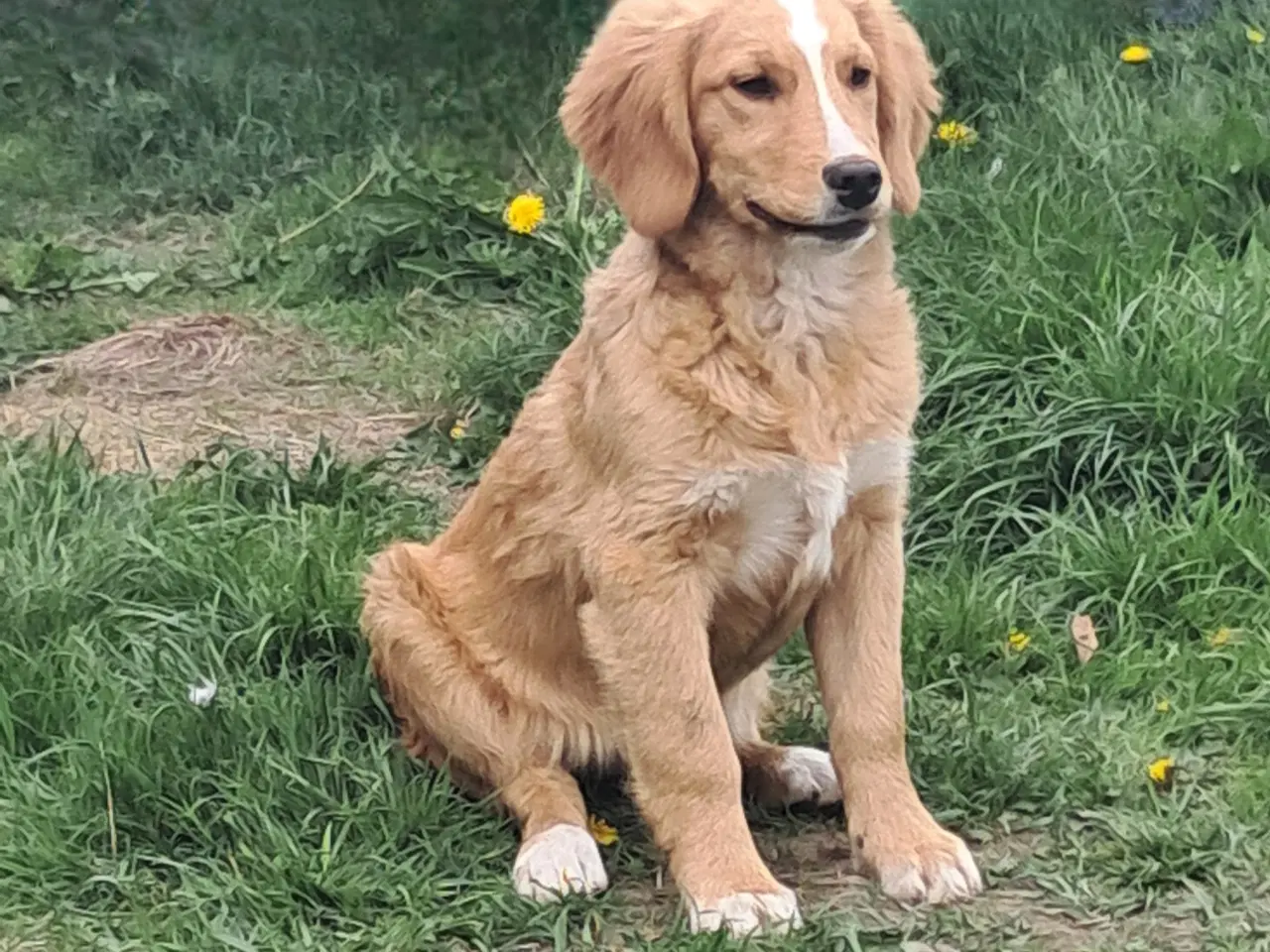 Billede 3 - 2 lækre golden retriever blandinger 