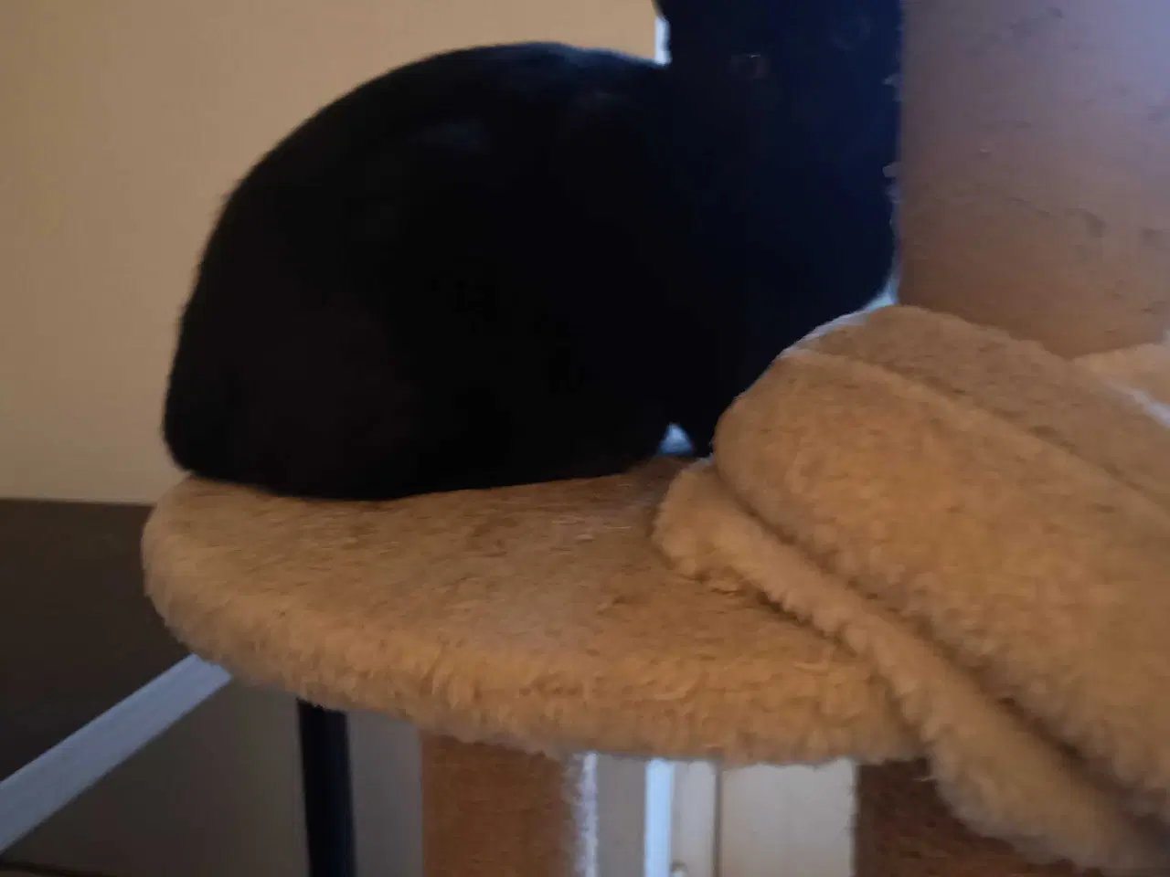 Billede 1 - 16 uger gammel killinger