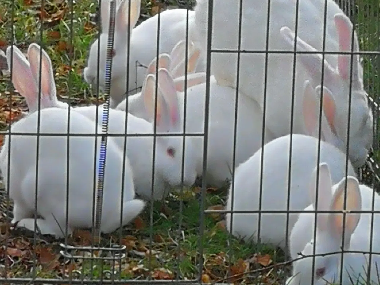 Billede 3 - Hvid Land kanin unger.