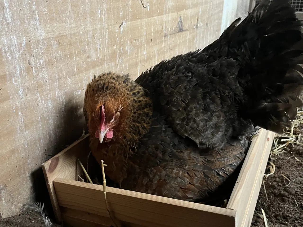 Billede 1 - Skrukhøne med kyllinger