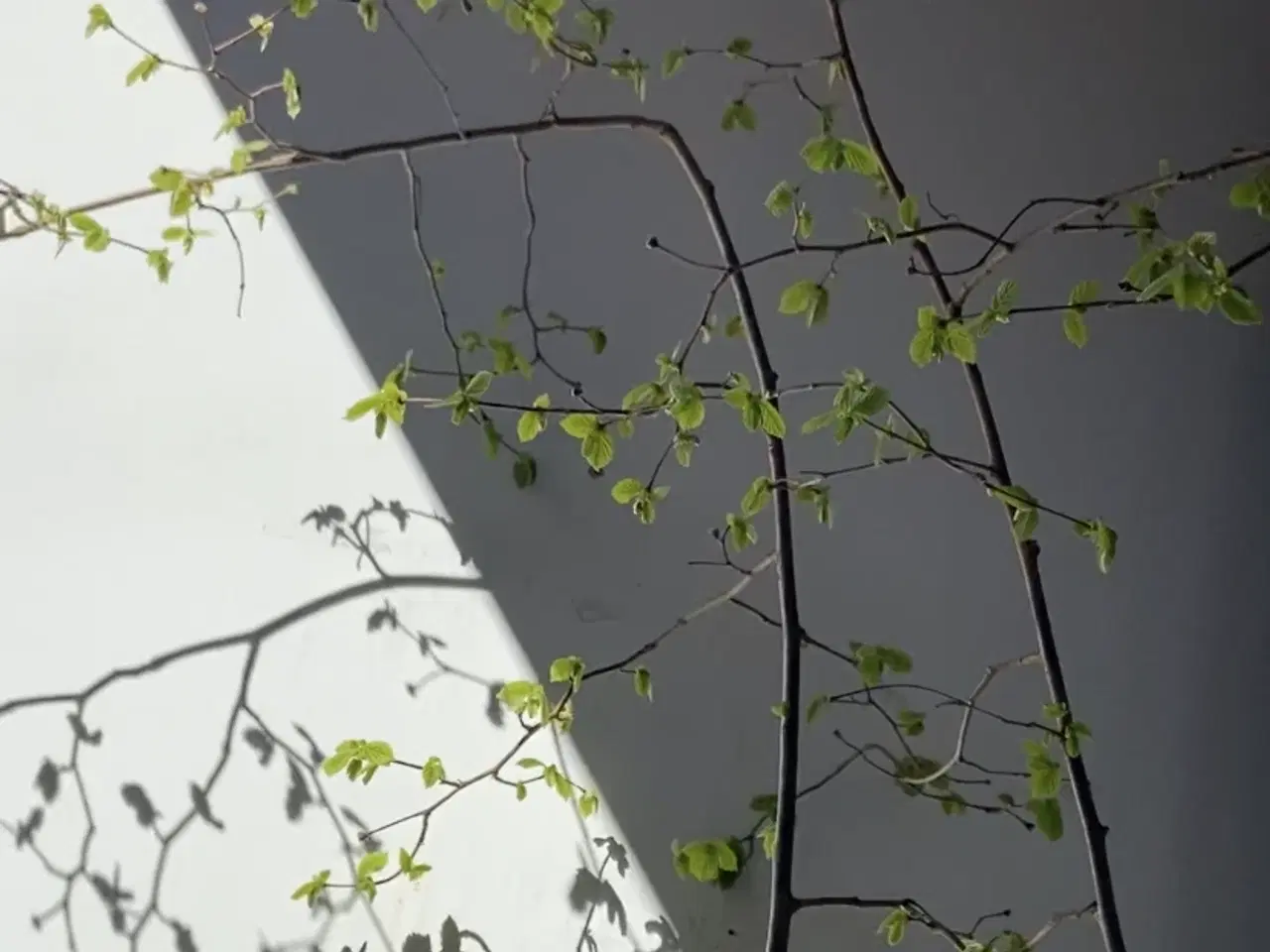 Billede 3 - Hasselnød, træ/busk i krukke 