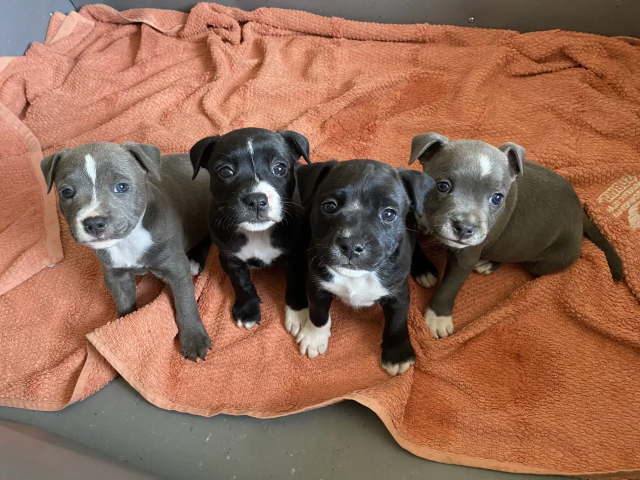 Billede 4 - Staffordshire Bull Terrier Hvalpe 