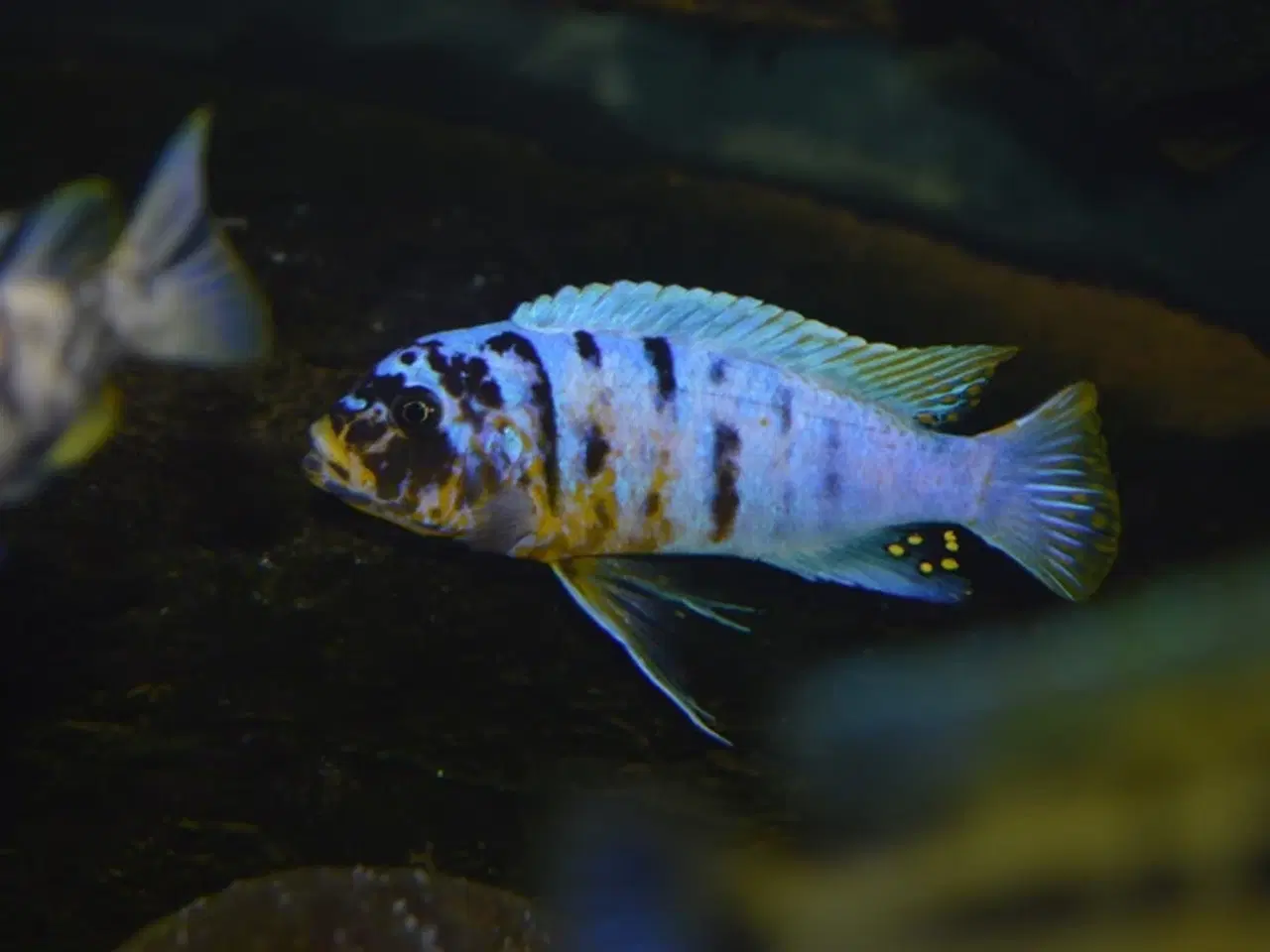 Billede 1 - Fainzilberi Makonde (Mbuna)