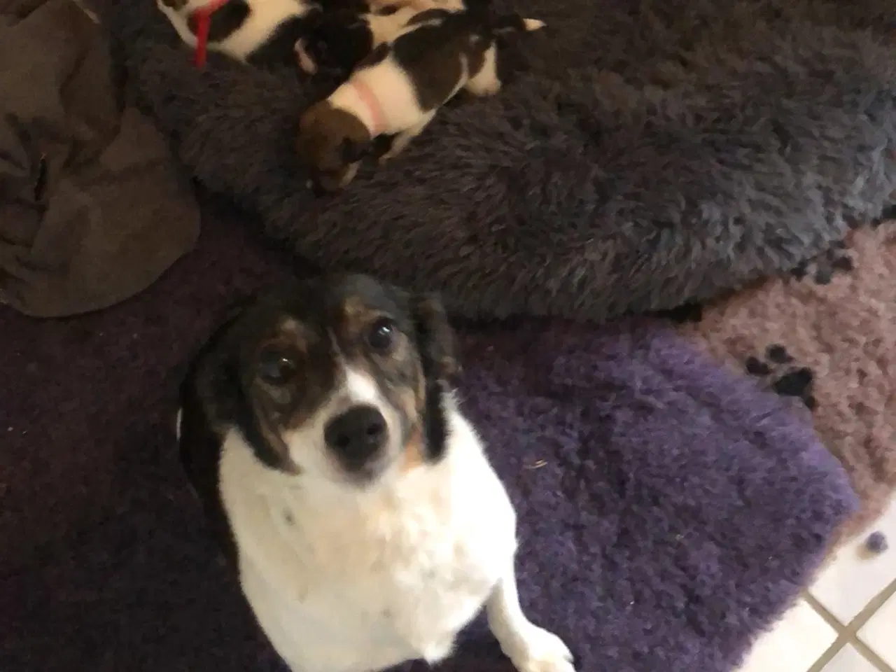 Billede 5 - Fedtmule og Batman søger nye hjem