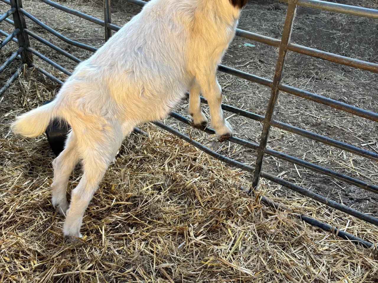 Billede 5 - Boergeder sælges. 2 års drægtig. 