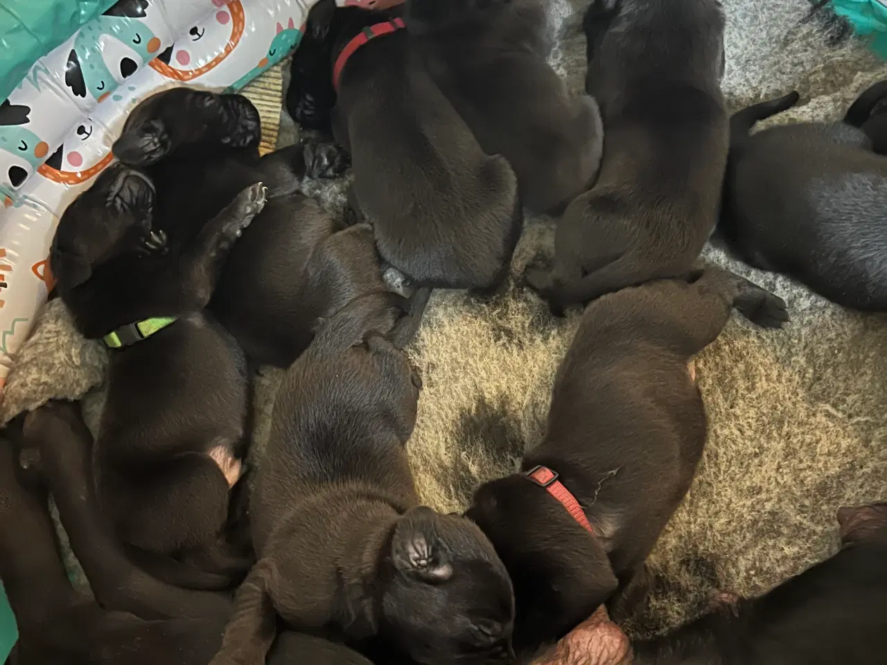 Billede 4 - 8 søde labradoor valpe leder efter et nyt hjem den