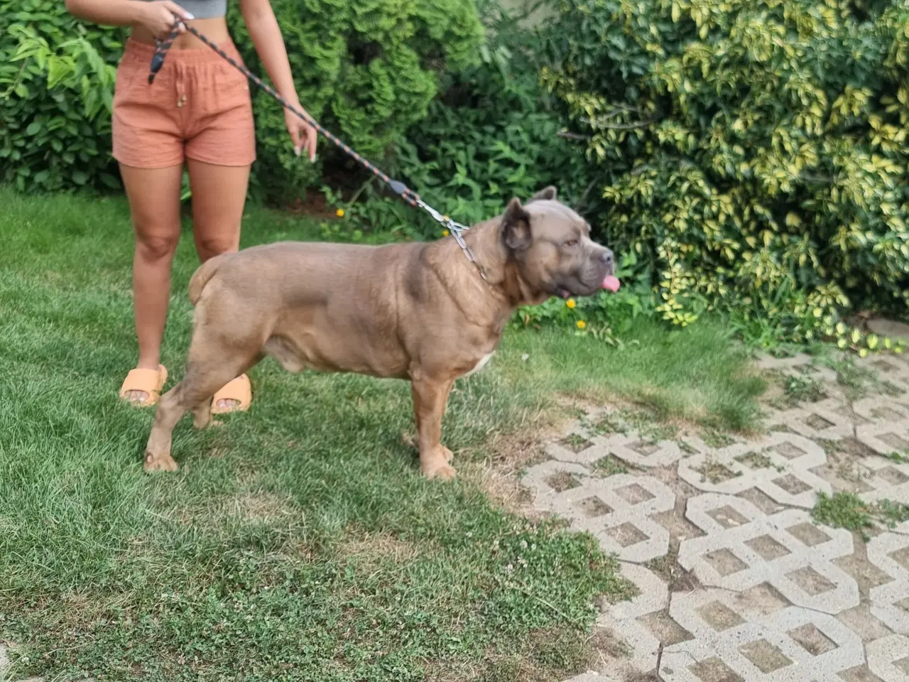 Billede 6 - Cane Corso Hvalpe 