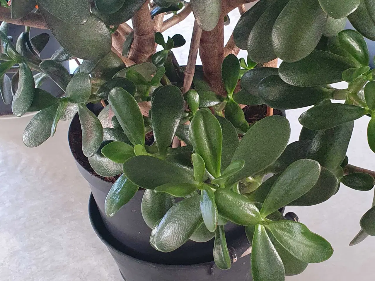 Billede 3 - Store grønne planter