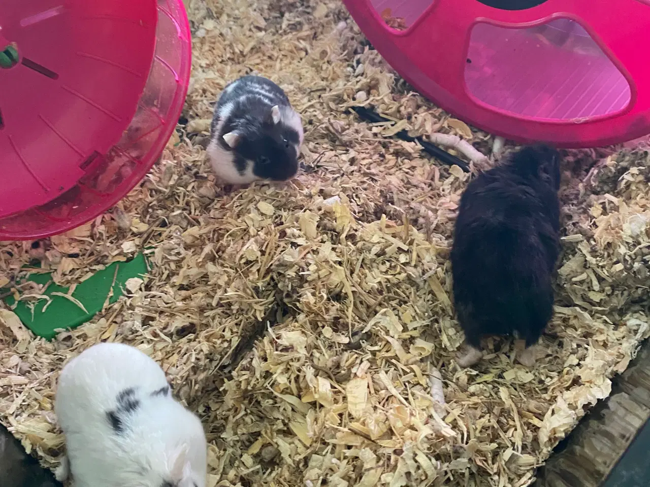 Billede 1 - Dværg hamster 