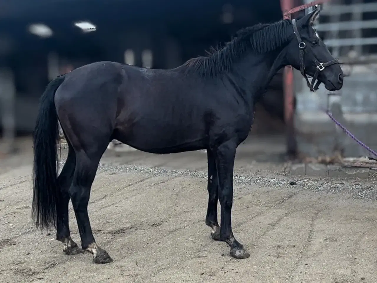 Billede 5 - Bedækning ved DV-hingst