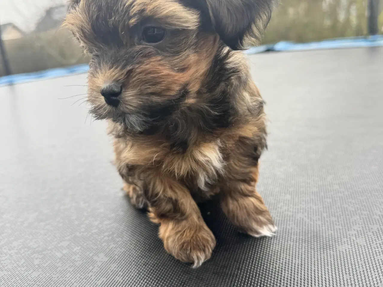 Billede 6 - Bichon havanaiser hvalpe med stamtavle 