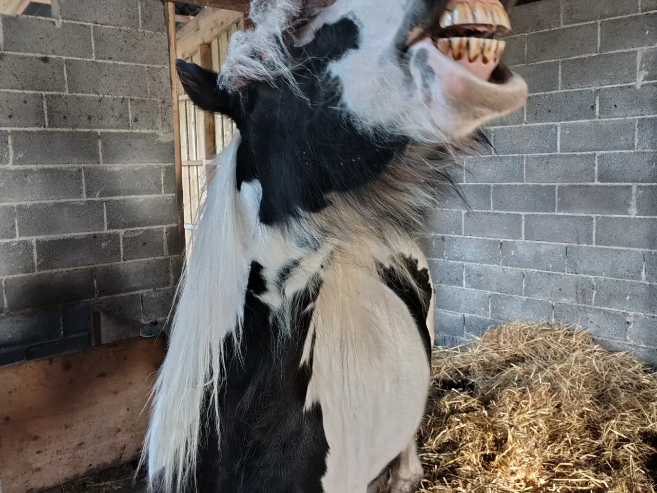 Billede 6 - Irish cob, vallak