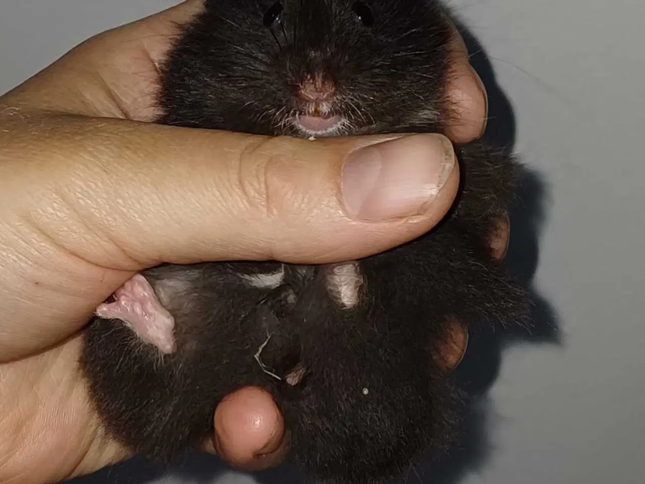 Billede 15 - Guldhamster unger