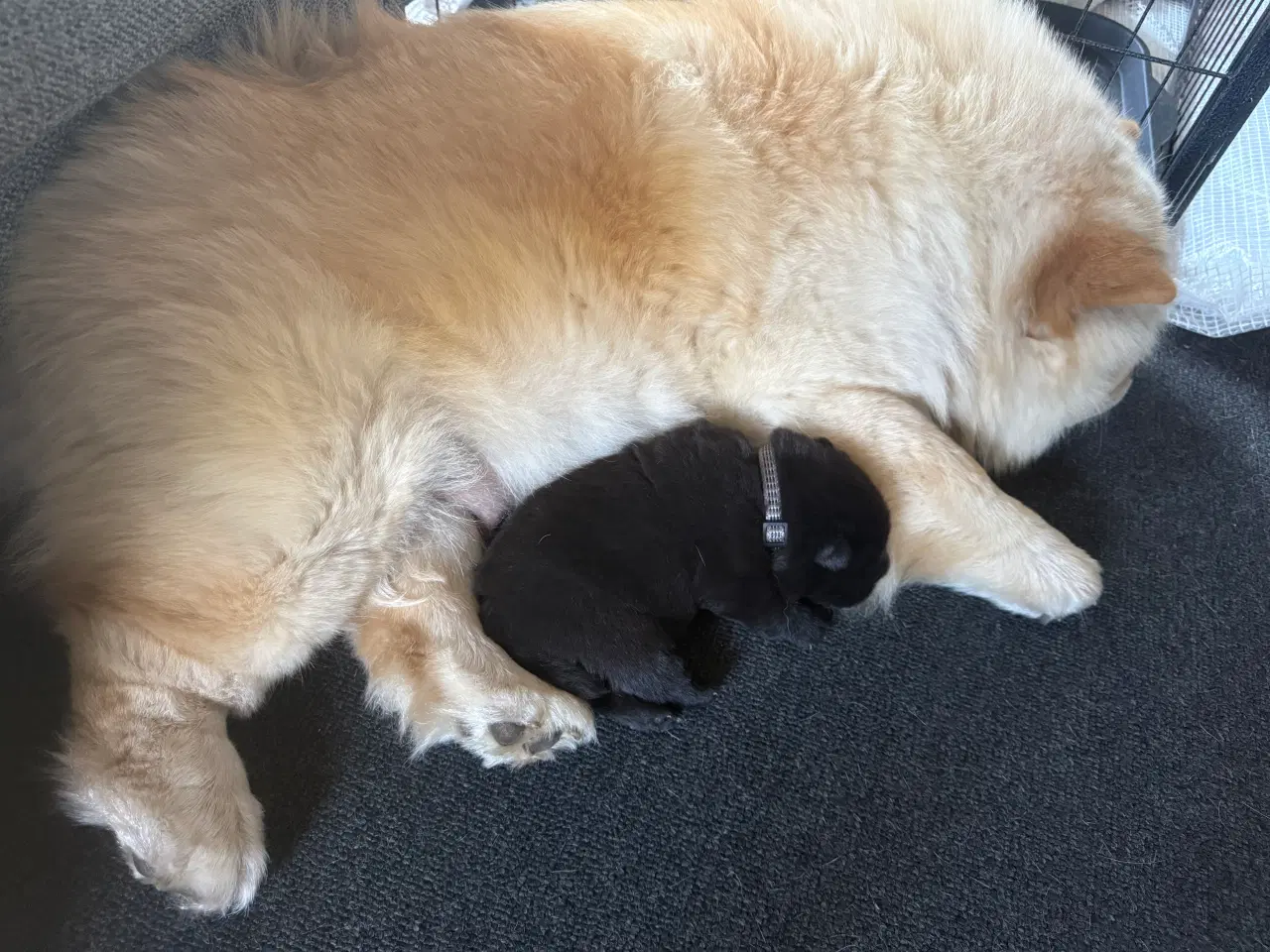 Billede 12 - Chow chow