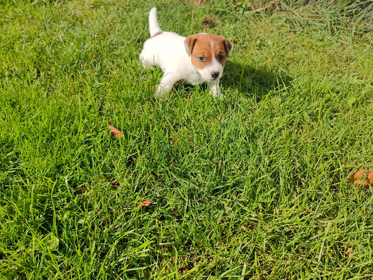 Billede 6 - Jack Russell Terrier hvalpe