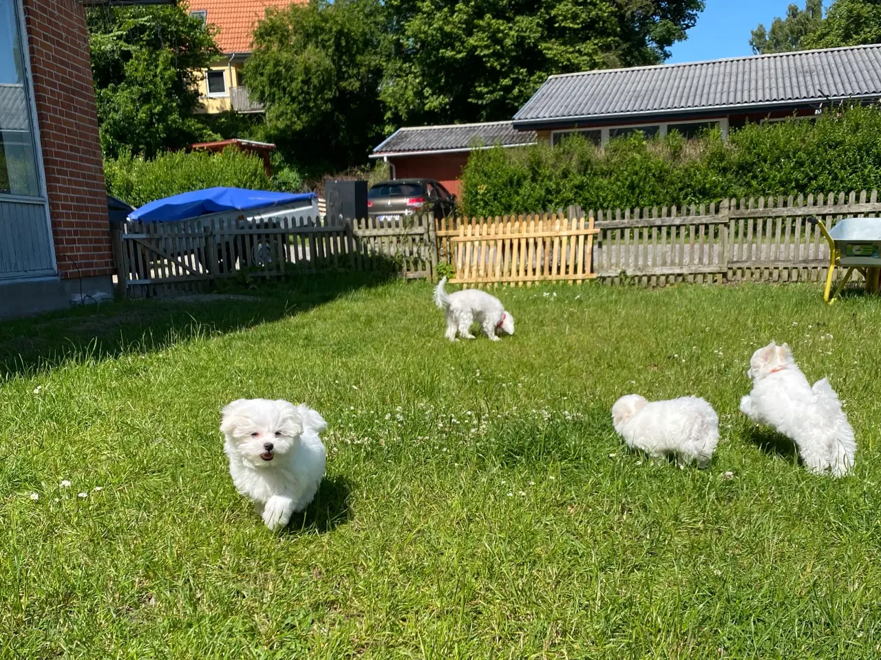 Billede 8 - Malteser hvalpe 🐶