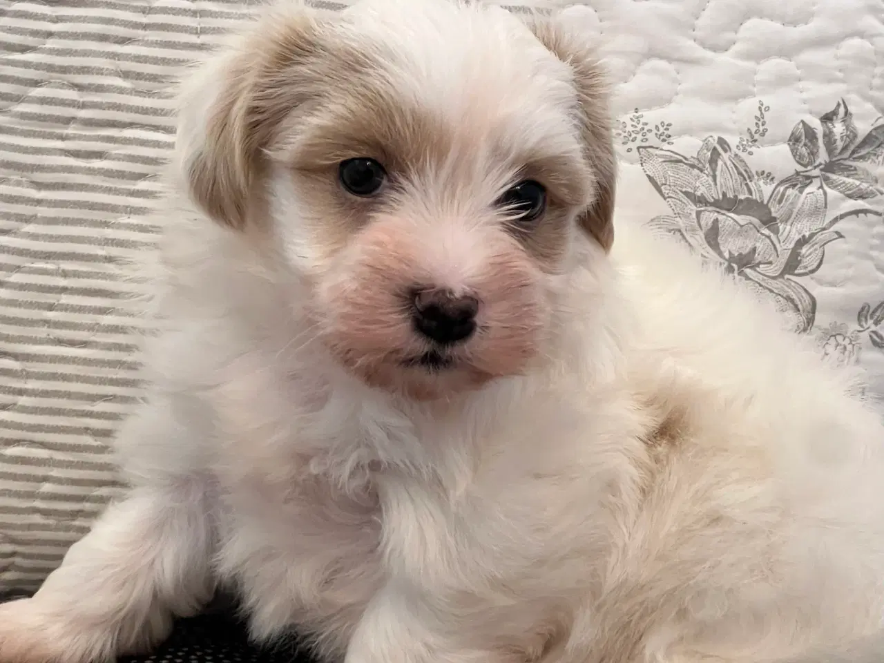 Billede 11 - Sødeste Bichon Havanais 