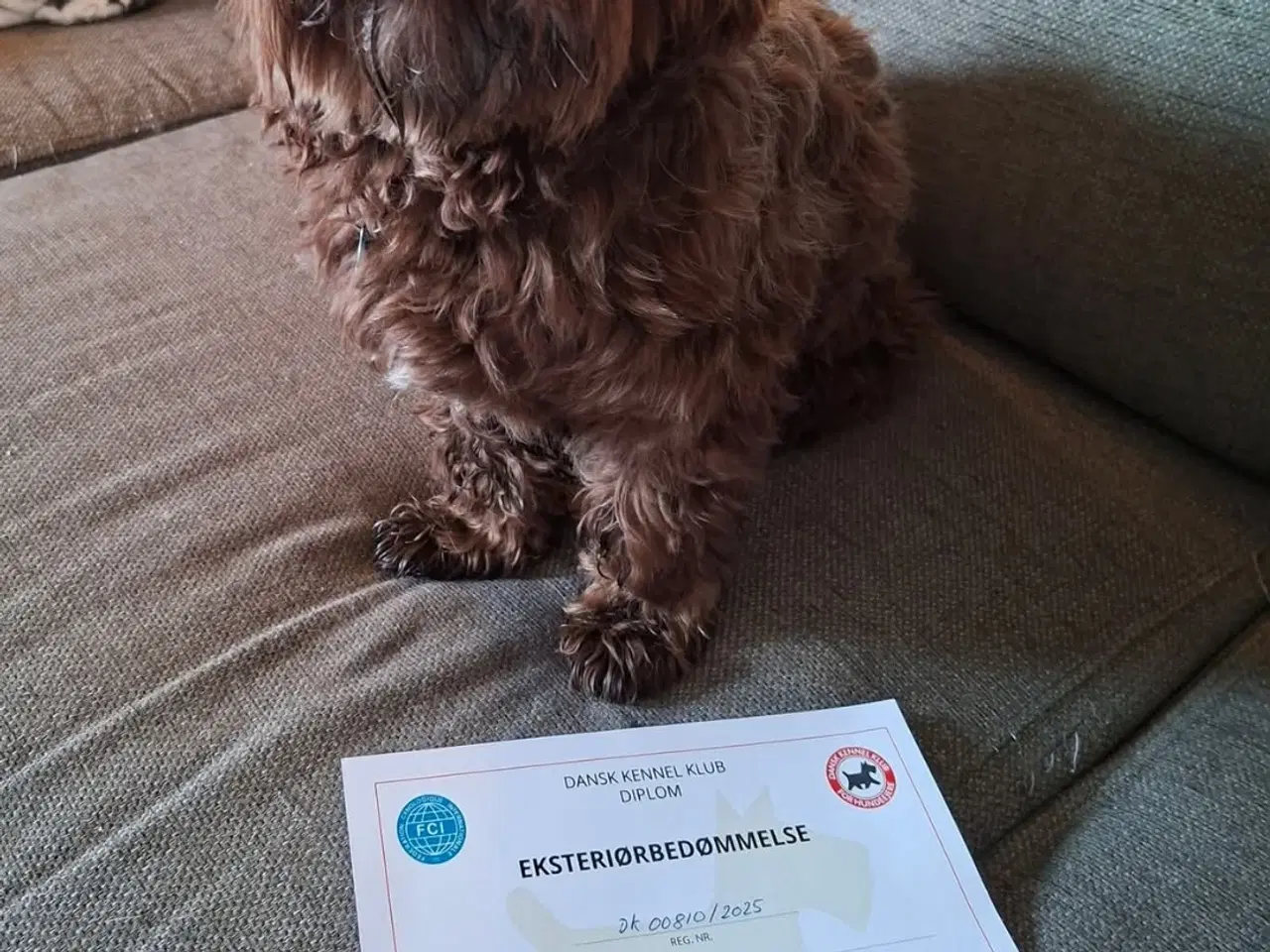 Billede 1 - Carlo udbydes til avl 