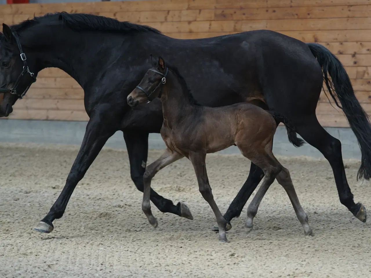 Billede 3 - DV Hovedstambog Avlshoppe