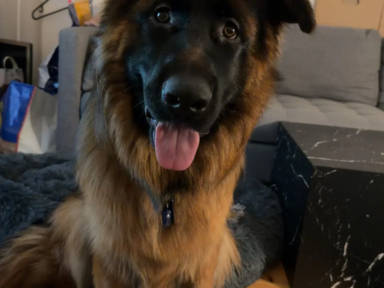 Billede 1 - Langhåret schæfer søger akut nyt hjem 