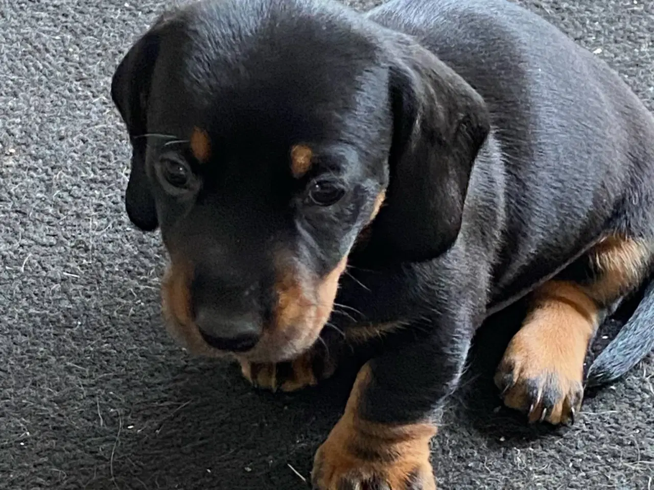 Billede 2 - Korthåret gravhunde hvalpe 