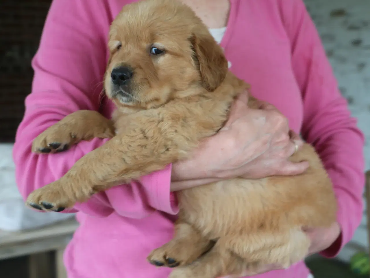 Billede 3 - Verdens smukkeste Golden Retriever hvalpe