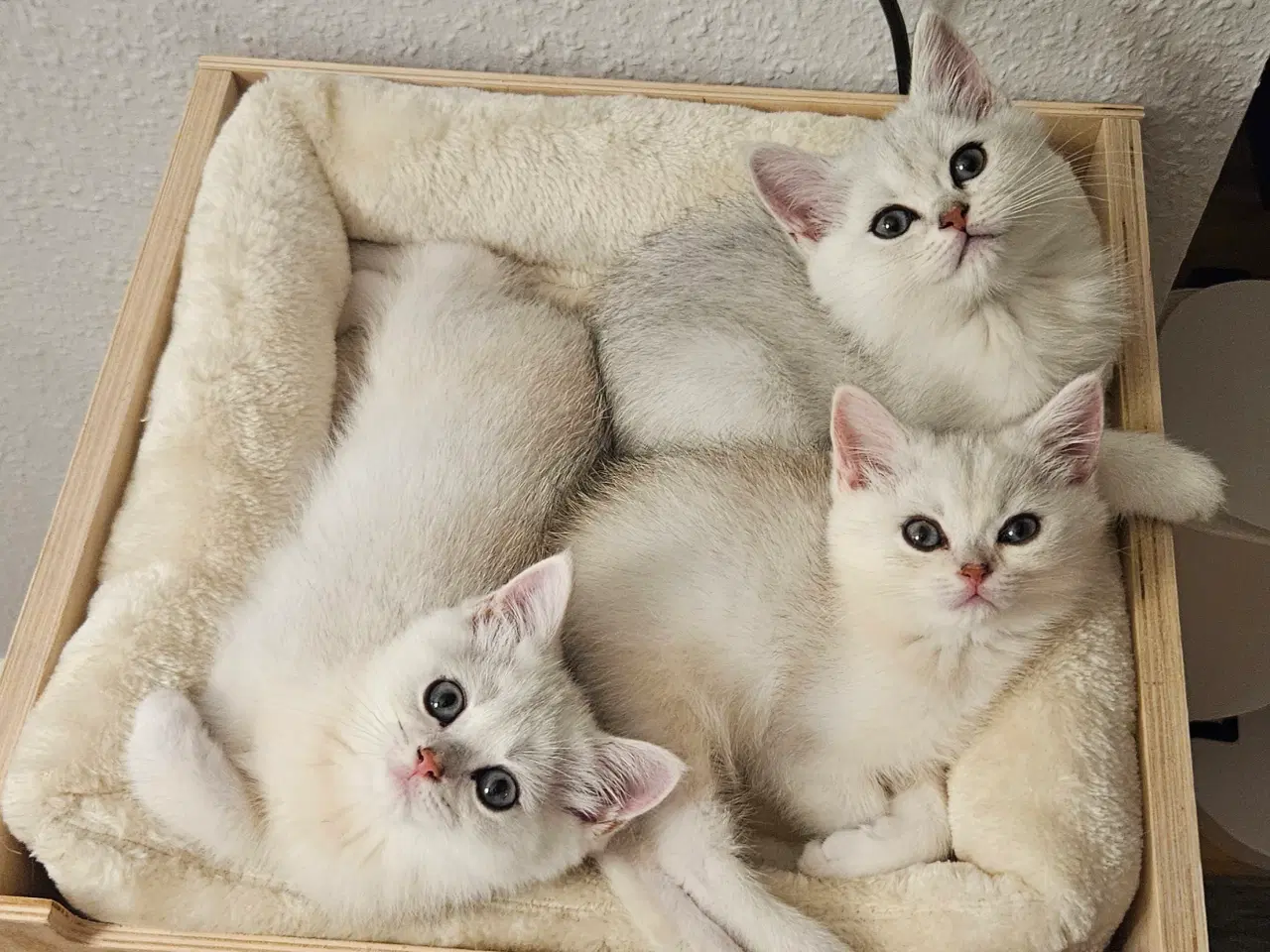 Billede 2 - British shorthair Chinchilla