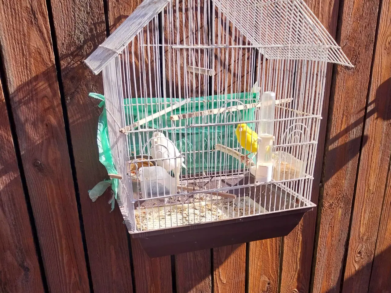Billede 4 - 2 stk kanariefugle