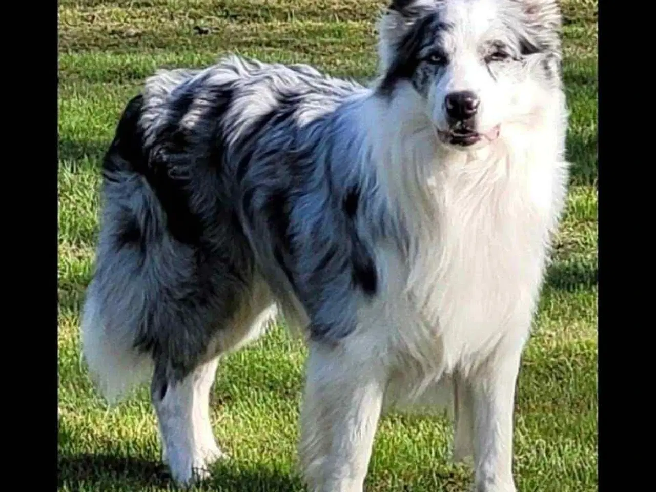 Billede 8 - Islandske fårehund med Australien shephard og DSG