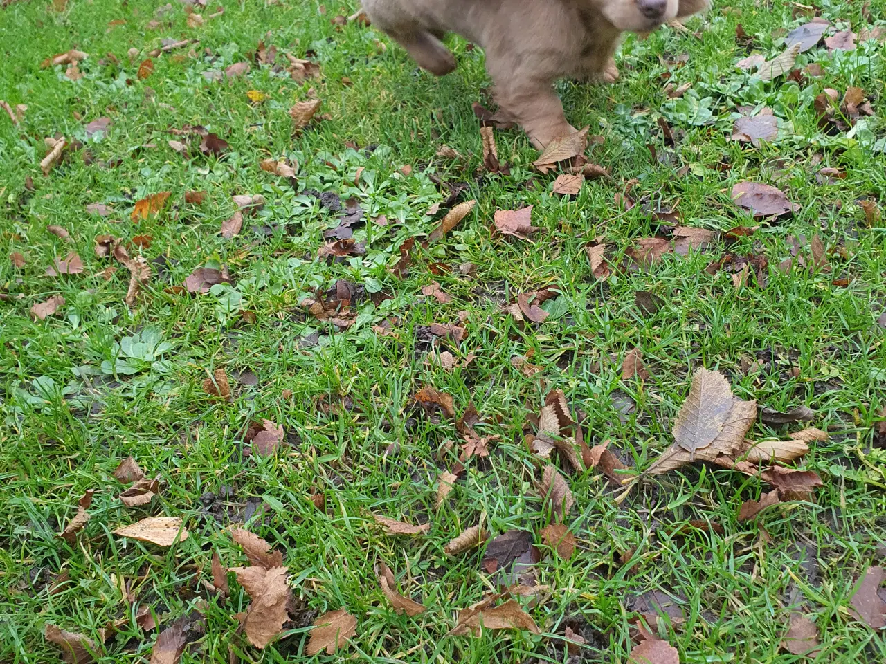 Billede 5 - Langhåret rød merle gravhunde hvalpe