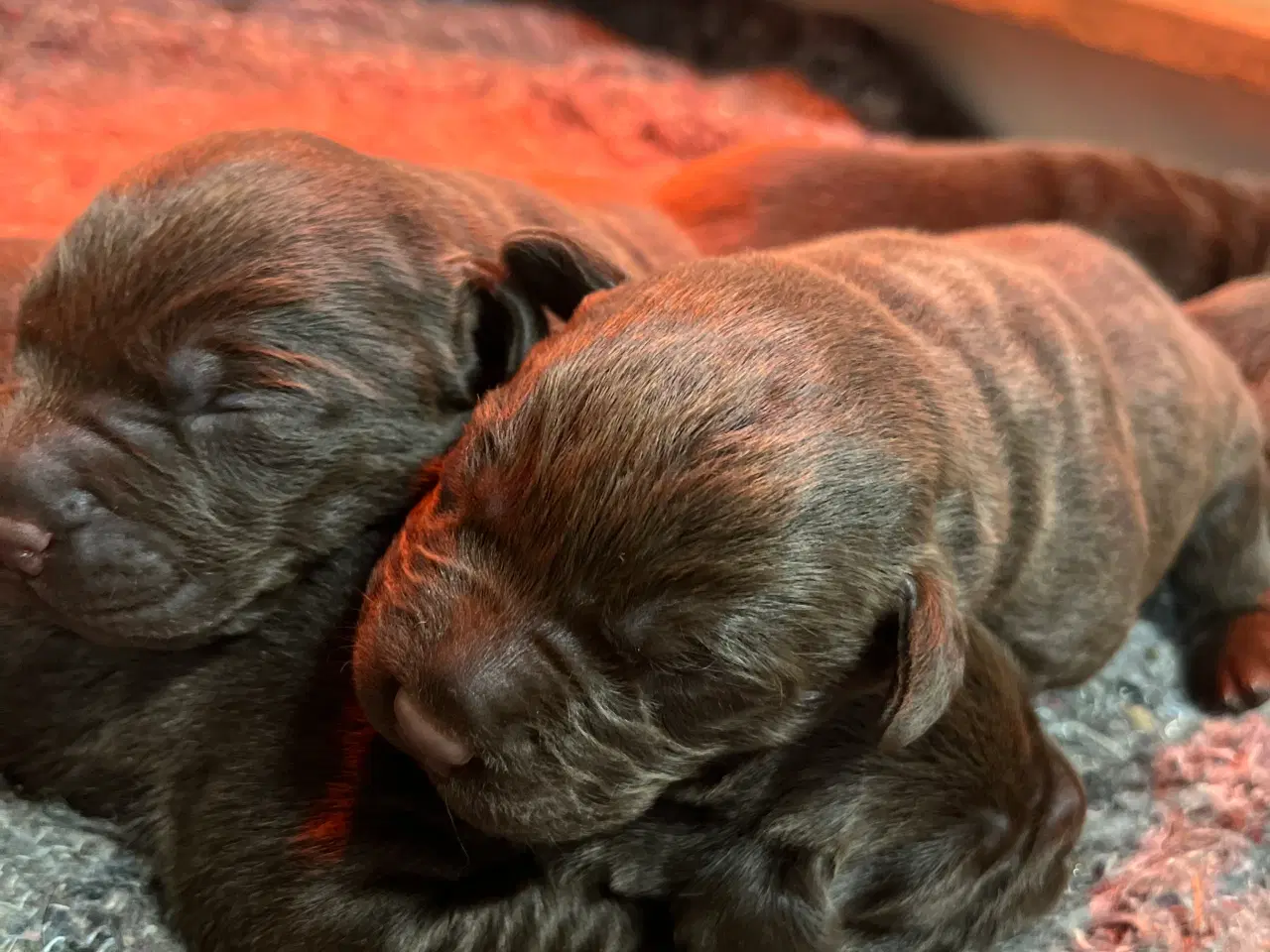 Billede 4 - Brune labrador hvalpe sælges