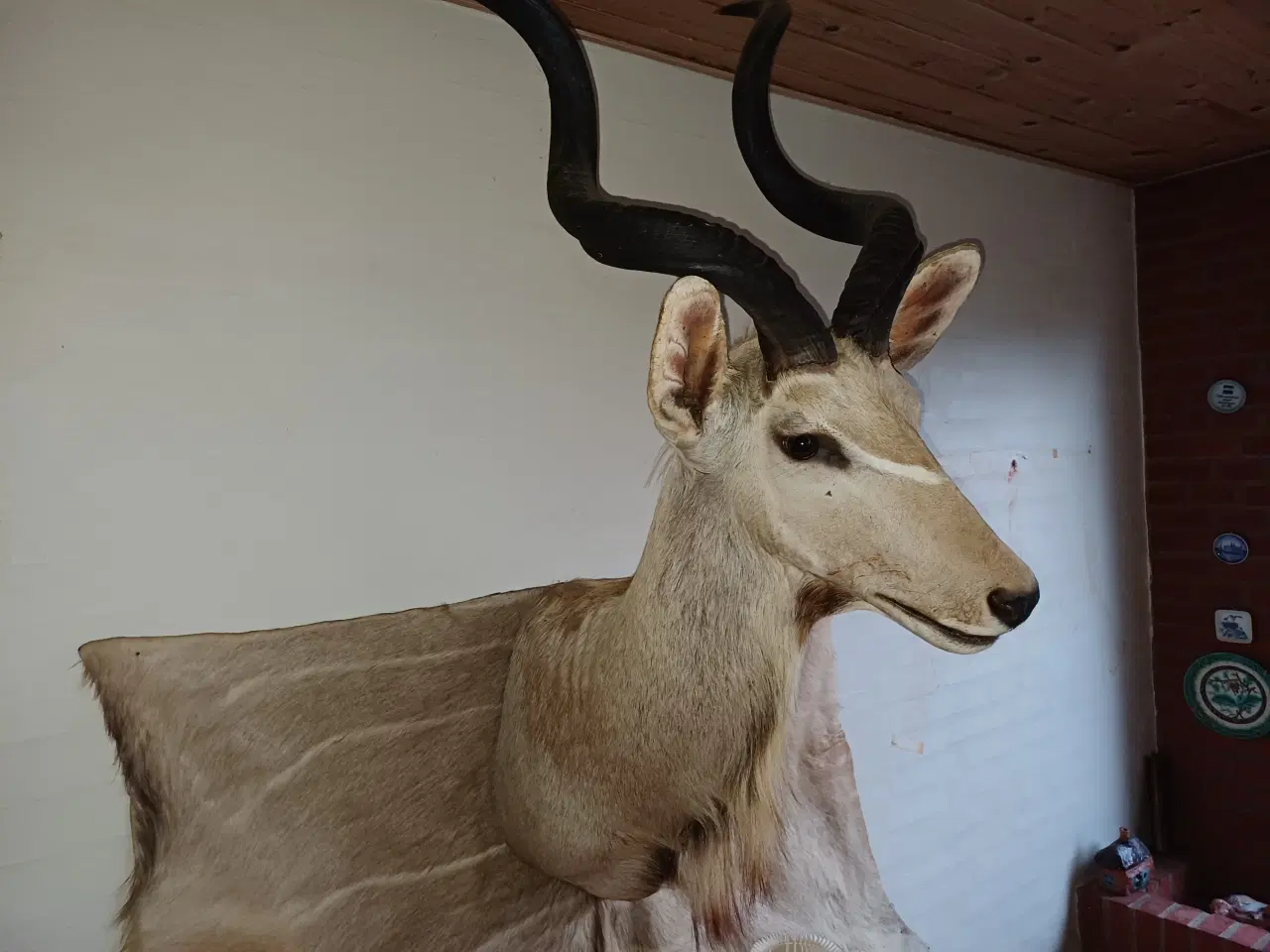 Billede 2 - Skuldermonteret Kudu med backskin