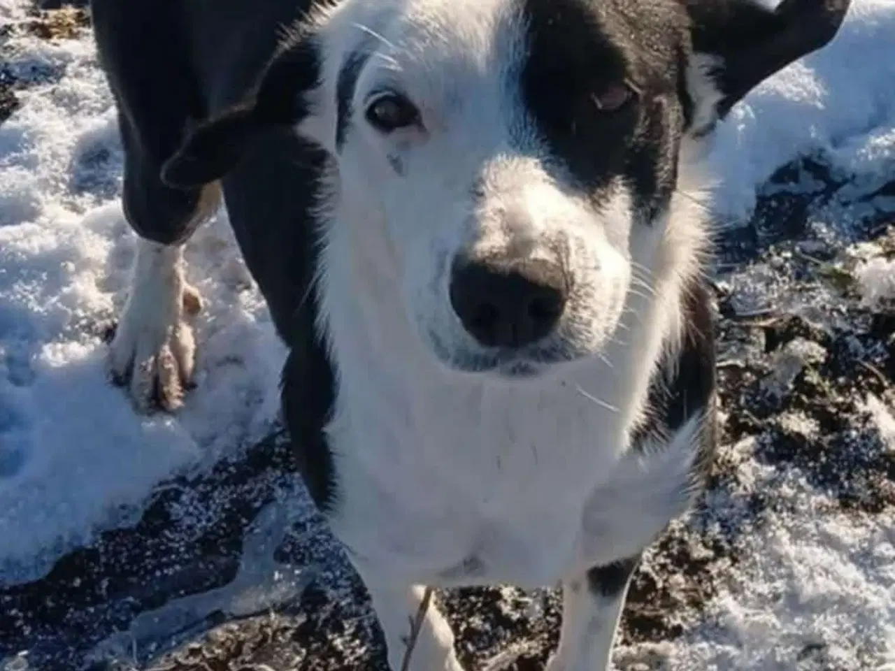 Billede 2 - Smukke Frigg søger sit eget hjem