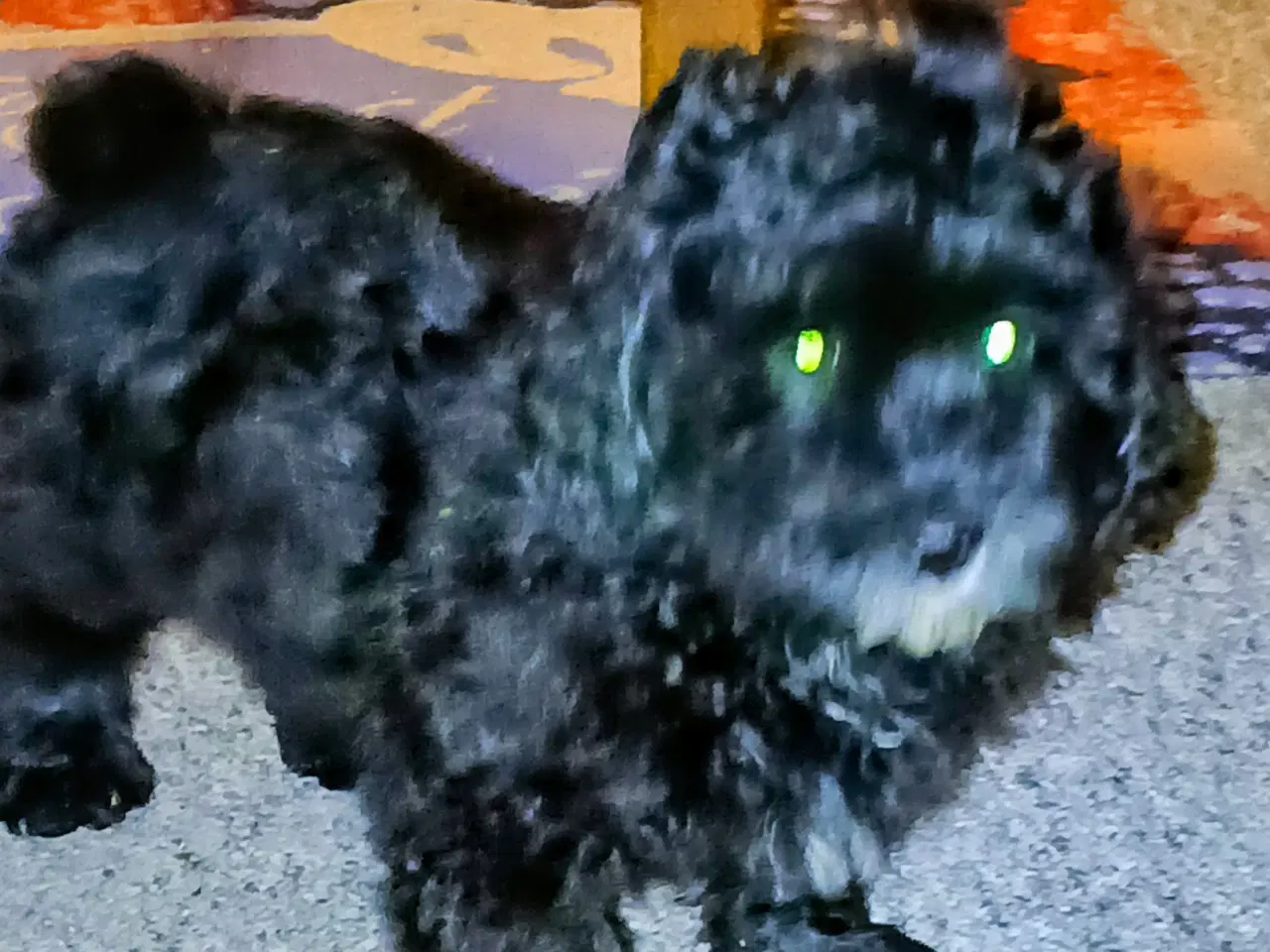 Billede 7 - Havapoo Puddel/Havaneser 